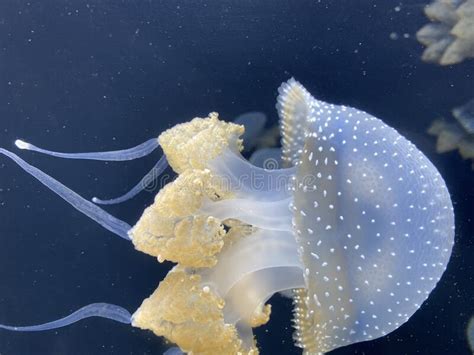 Phyllorhiza Punctata, Australian Spotted Jellyfish In The Dark Sea ...