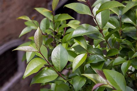 English Laurel Vs Cherry Laurel Whats The Difference A Z Animals
