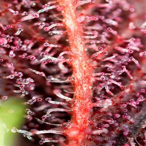 Red Hot Cookies Feminized Seeds Sweet Seeds Green Manakin