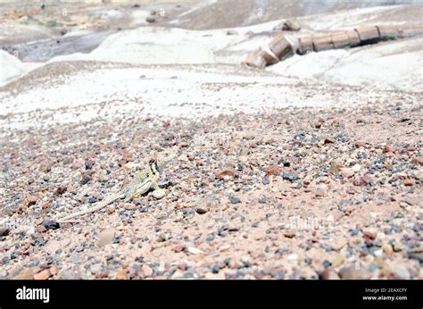Eastern Collared Lizard Crotaphytus Collaris Stock Photo Alamy