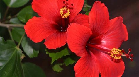 Wintering Hibiscus Indoors: Winter Care For Hibiscus