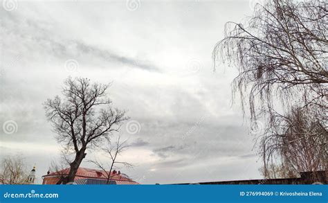 Black Silhouette Of Naked Branches Trees In A Winter Day And Sky Background Black And White