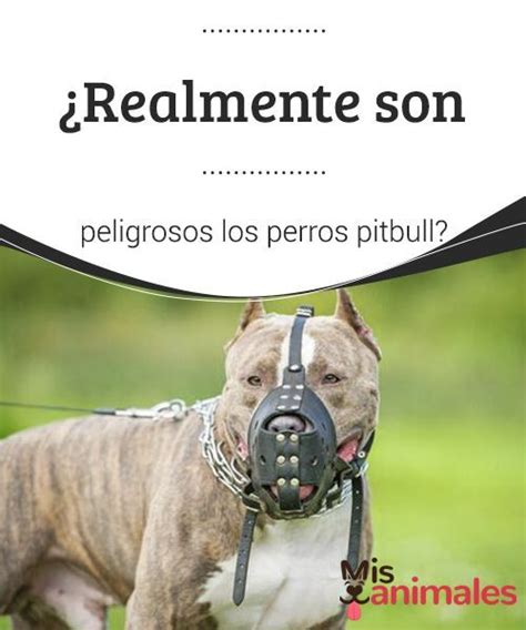 Los Pitbulls Son Perros Peligrosos