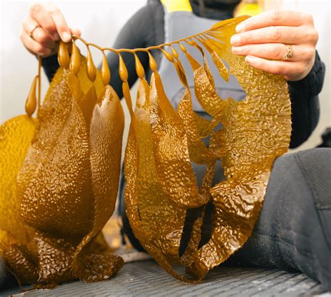 Tackling Kelp Data Gaps In Barkley And Clayoquot Sounds Pacific