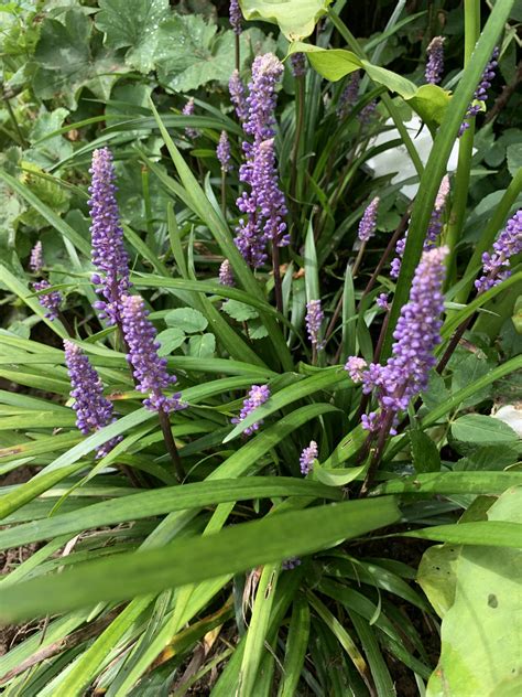 Liriope muscari | Lewis Cottage Plants
