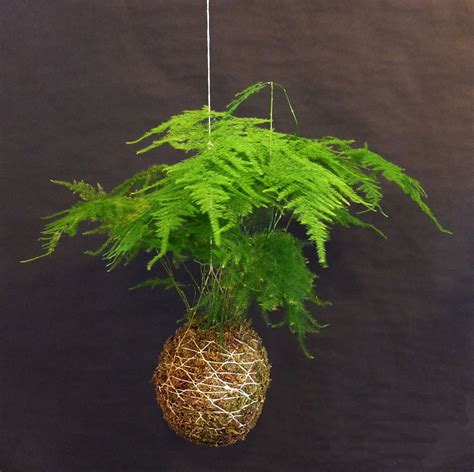 Plants And Flowers Asparagus Setaceus Nanus