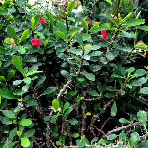 Euphorbia Milii Pink Flower Thin Stem Steves Leaves