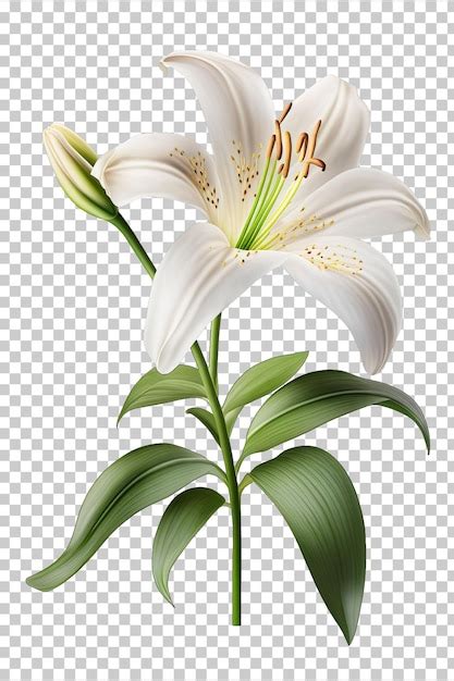 Premium PSD Lily Flower Isolated On Transparent Background