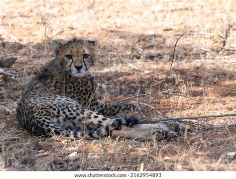 3 Mature Cheetah Cub Royalty Free Images Stock Photos Pictures