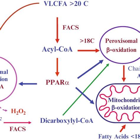 A Schematic Depicting Ppar Activation By Peroxisome Proliferators