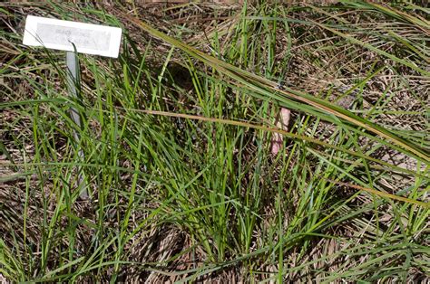 Carex nigra (Black sedge)