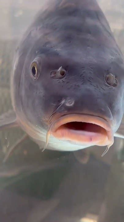 #рыба #новость #вассожрут #перекресток - YouTube