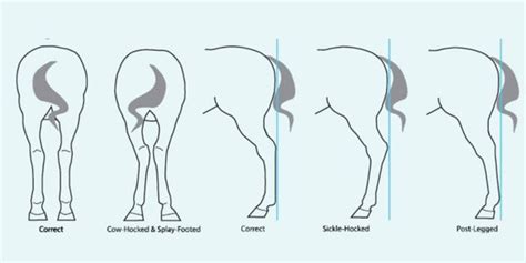 Hock Joint Of Horses The Structure And Problems