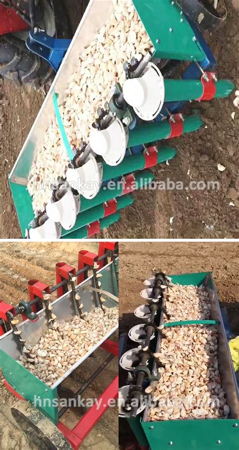 Garlic Farming Equipment/ Garlic Seeds Planting/ Garlic Planter For ...