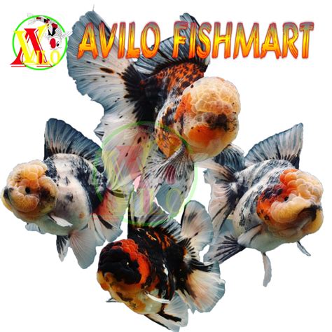 Jual Ikan Hias Koki Oranda Caliko Ukuran Cm Shopee Indonesia