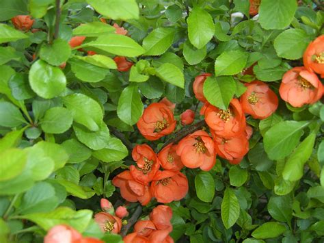 Айва японская куст (103 фото) - фото - картинки и рисунки: скачать ...