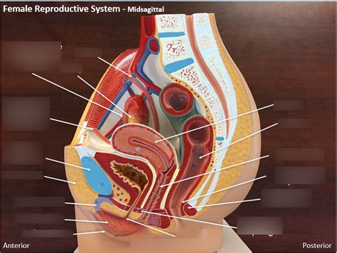 Female Reproductive System Midsagittal Diagram Quizlet