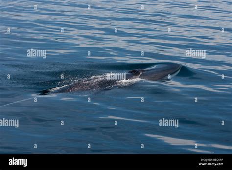 Fin Whale Balaenoptera physalus Finnwal head with blowhole and typical ...