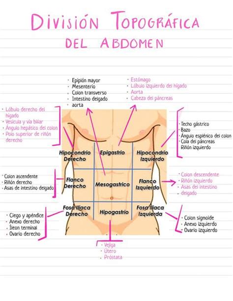 Cuadrantes del abdomen | Ana Sofía Tavera | uDocz