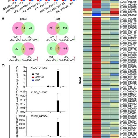 Identification And Characterization Of Lncrnas A The Pipeline For