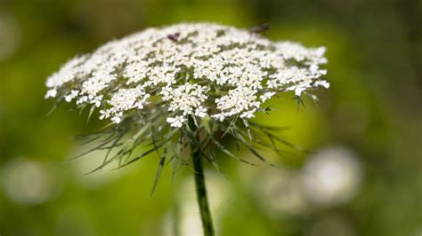 How To Successfully Grow Queen Annes Lace