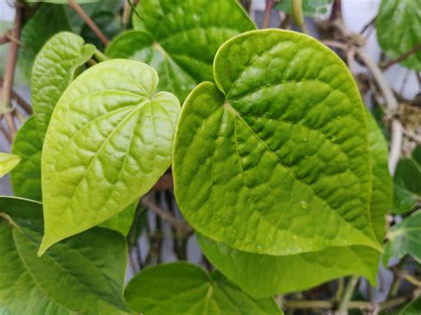 Nature Pan - Free photo on Pixabay - Pixabay