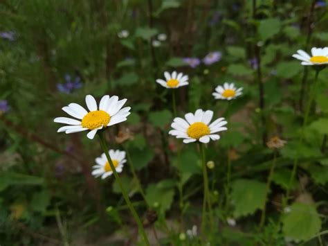 Il piretro: vi spieghiamo tutto su questo insetticida naturale