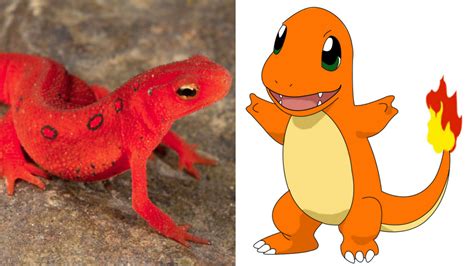 12 Real Animals And Have Similar Pokemon Characters