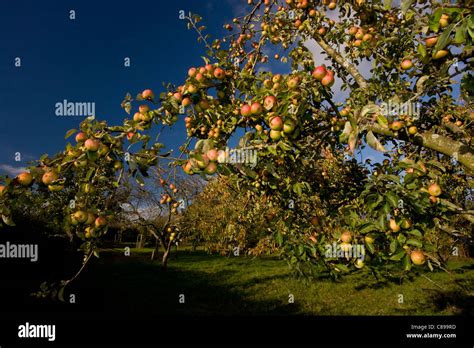 Broad Oak Orchard Community Orchard And Dorset Wildlife Trust Reserve