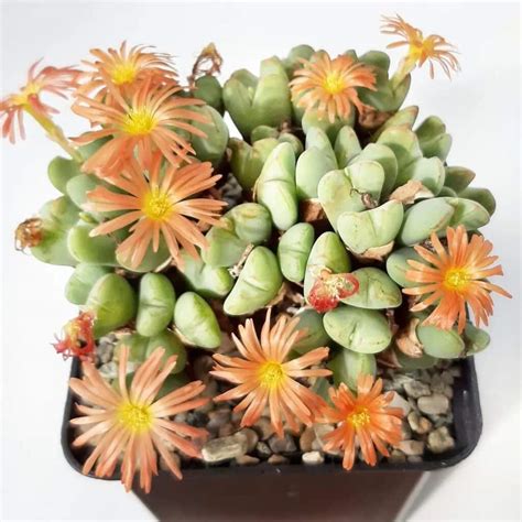 Types Of Popular Conophytum Pictorial Guide