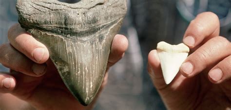 Megalodon Tooth Vs Great White Tooth