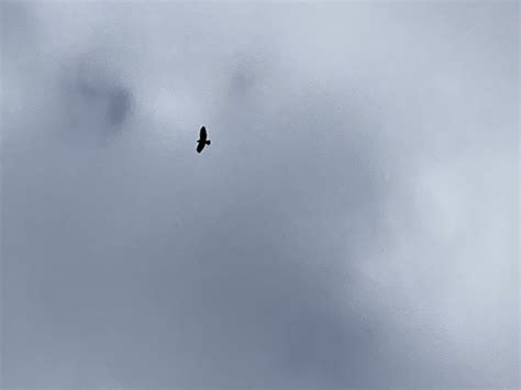 Buzzard Soaring | BirdForum