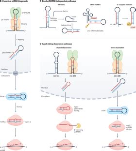 MicroRNAs In Action Biogenesis Function And Regulation Nature Reviews