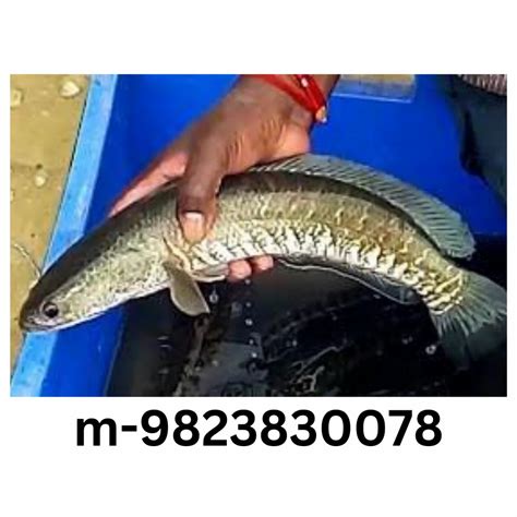 murrel fish wholesale price mandi rate  murrel balamash  india