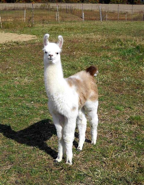 Cute Baby Llama Snow Animales Crias Llamas