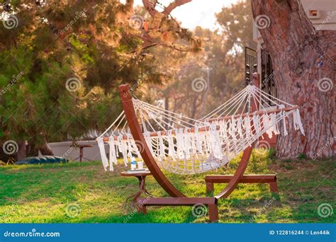 Hammock Hanging Under Pine Trees At The Sea Resort Stock Photo Image