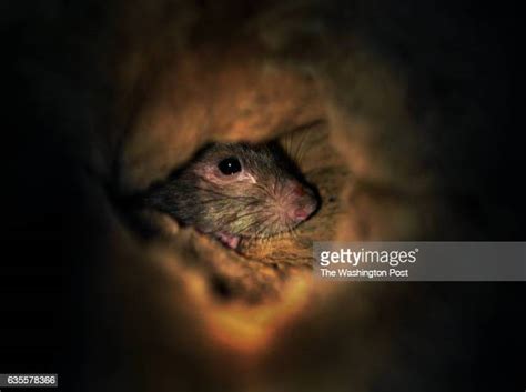 Rats Hole Photos And Premium High Res Pictures Getty Images