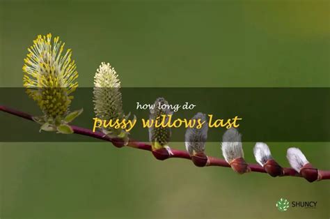 The Lifespan Of Pussy Willows How Long Do They Last ShunCy