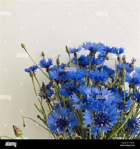 Beautiful Blue Cornflower Bouquet on White Background Stock Photo - Alamy