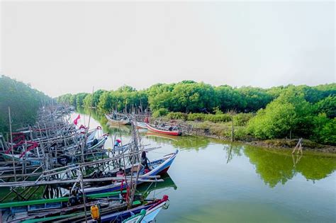 Wisata Hutan Mangrove Di Indonesia Kata Omed
