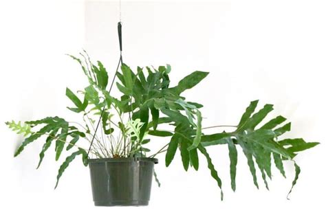 Blue Star Fern Care And Growing Guide Plantcarefully