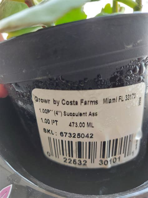 What A Succulent Ass Meme Guy