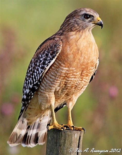 Hawk Alchetron The Free Social Encyclopedia