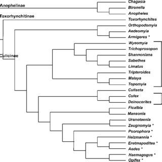 (PDF) The Culicidae (Diptera): a review of taxonomy, classification and ...