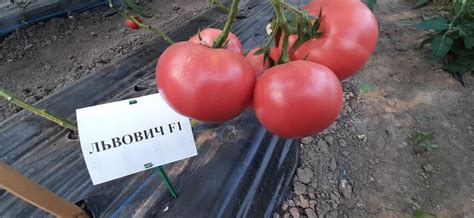 Томат Львович: описание сорта помидоров, характеристики. Особенности ...