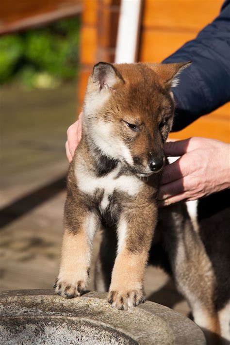 16 Best Shikoku Images On Pinterest Japanese Dogs Dog Breeds And