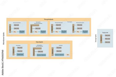 Diagram Showing Classification Of Lipids Storage Lipids Membrane