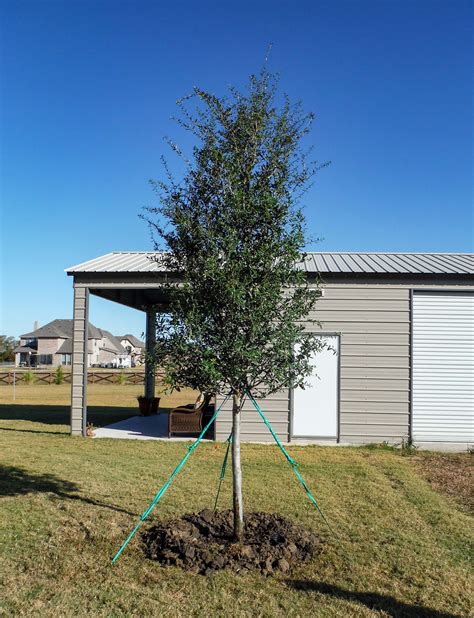 Live Oak Tree - Dallas, Texas - Treeland Nursery