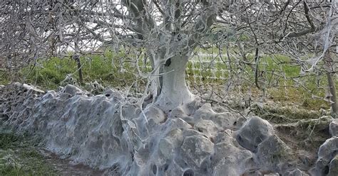 You’ll never view caterpillars in the same way after what they did to ...