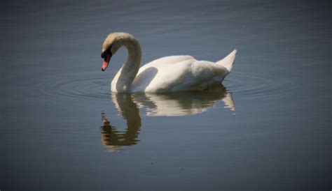 Earlswood Lakes Surrey Viscountess Vicky Saunders Flickr